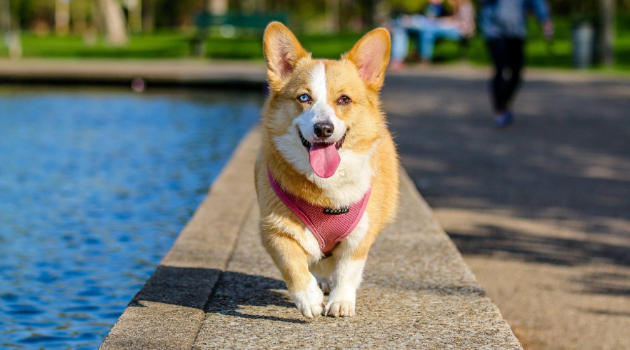 Your Ultimate Guide to the Top 5 Dog Parks in Seattle, WA