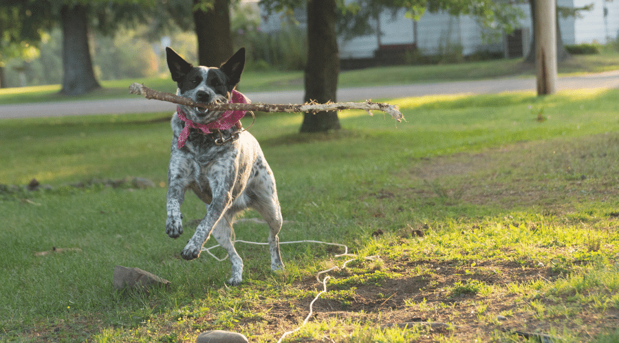 3 Best Dog Parks in Indianapolis You Must Visit With Your Pup