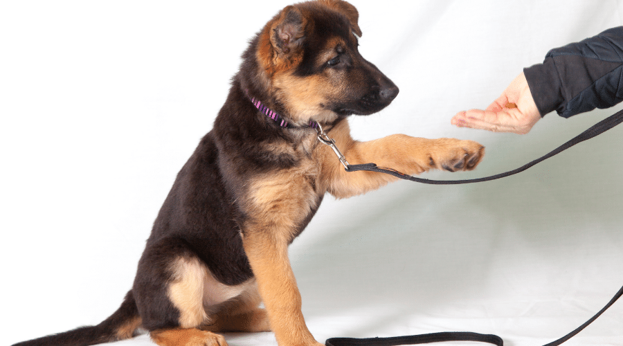 basic dog obedience training before visiting your first-ever dog park
