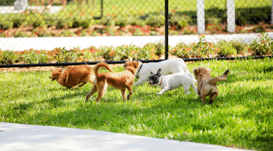 introduce your pup to the dog park