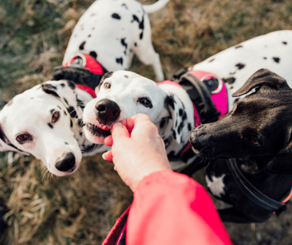 Feeding your arthritic dog 6 Unhealthy Dog Foods to Avoid if Your Dog Has Arthritis