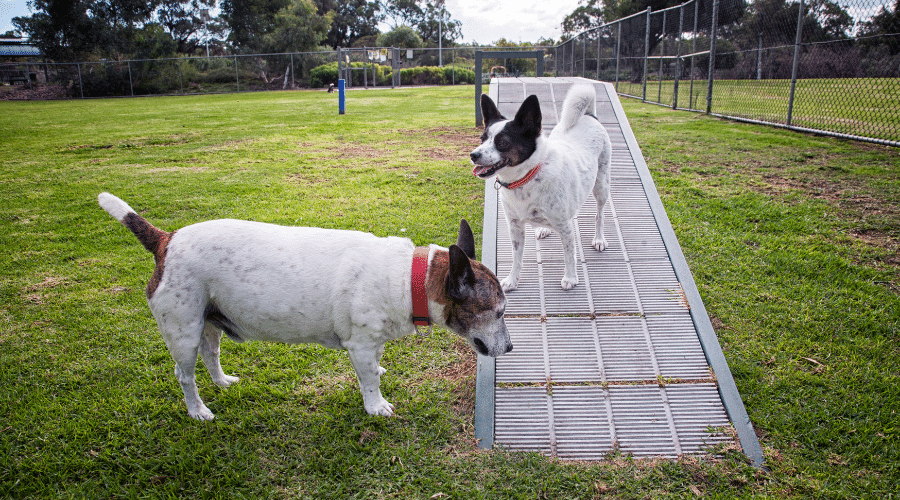 Make your Fido accustomed to a fenced area before going to a dog park