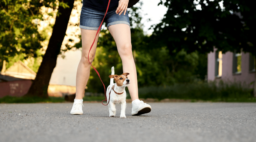 be ready and attentive when visiting the dog park with your dog