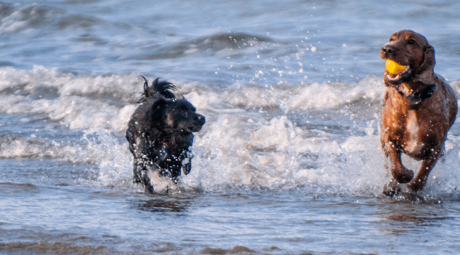 dogs splashing and playing at a dog park beach