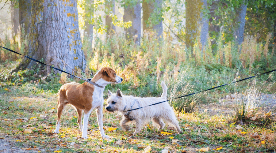 practice your dog to behave well on a leash