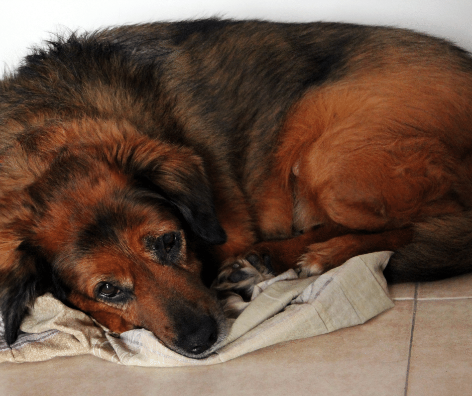 top 5 best dog food for your dog's sensitive stomach