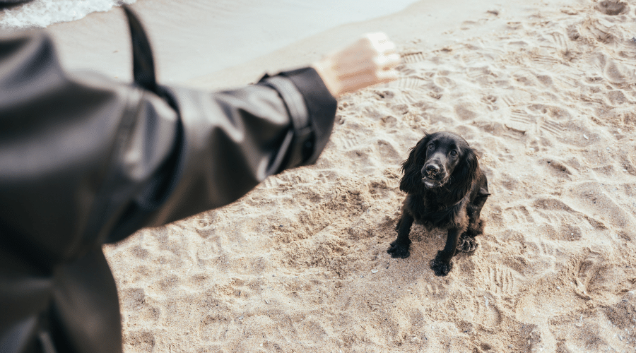train your dog with the basic commands