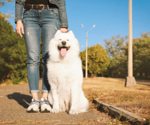 Decoding the Dog Park Dog Park Etiquette for You and Your Fido