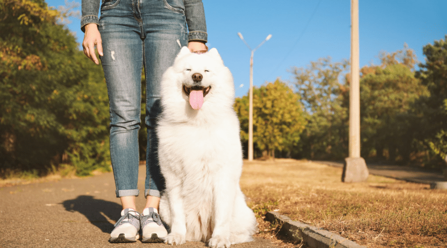 Dog Park Etiquette for You and Your Fido