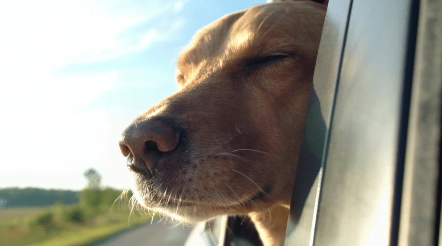 How to find top dog parks on a road trip