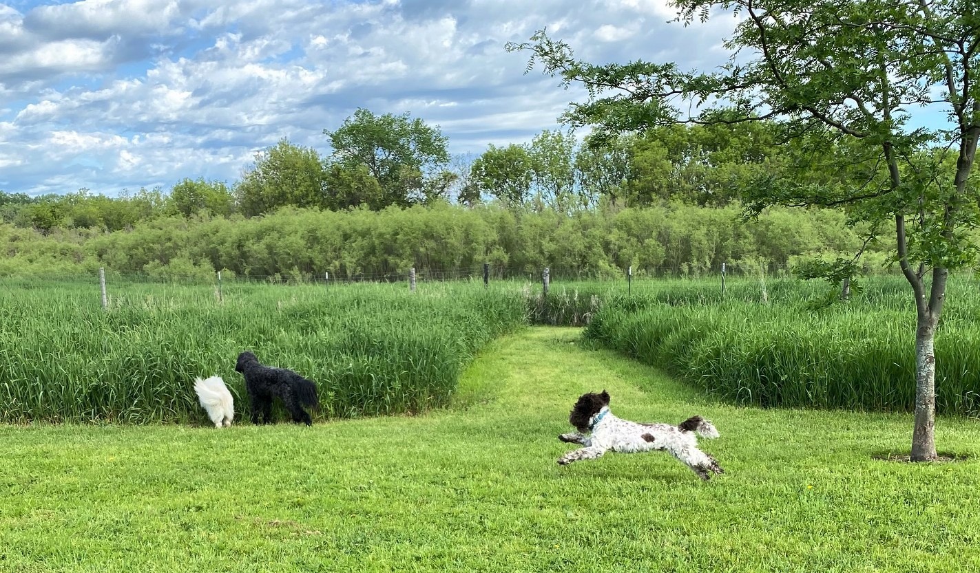 My Dog And Me Park