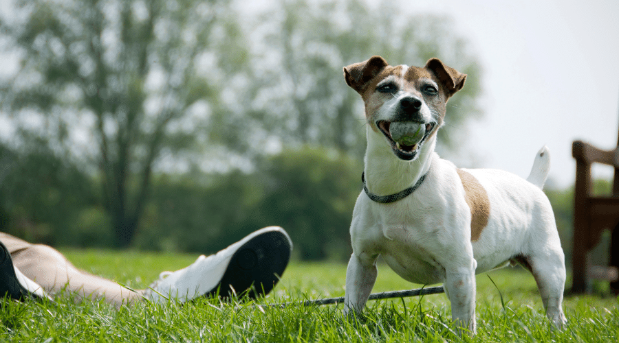 Should You Bring Your Dog to the Dog Park The Pros and Cons
