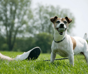 Should You Bring Your Dog to the Dog Park The Pros and Cons