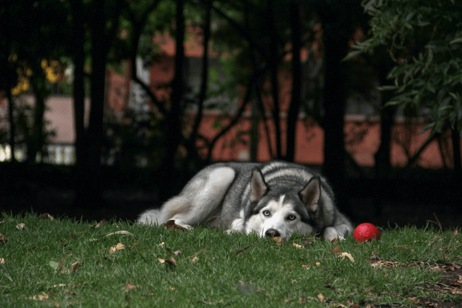 https://topdogparks.com/wp-content/uploads/2022/01/This-Is-Why-Your-Dog-Doesnt-Like-Dog-Parks-And-What-To-Do-About-It.png