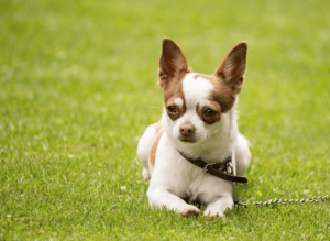 dog parks for small dogs