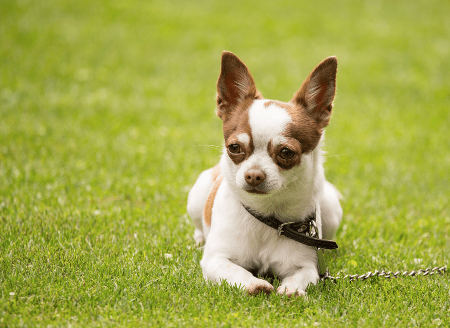 how big should a dog park be