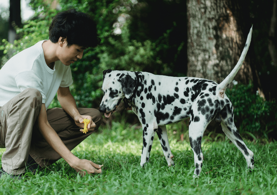 dog park obedience training