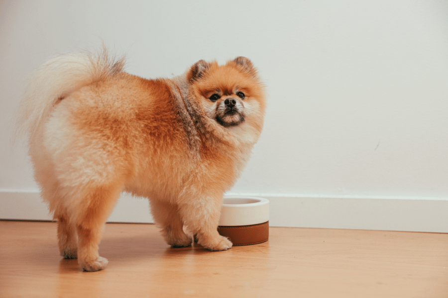 Is it Safe for Dogs to Drink Out of Communal Water Bowls?