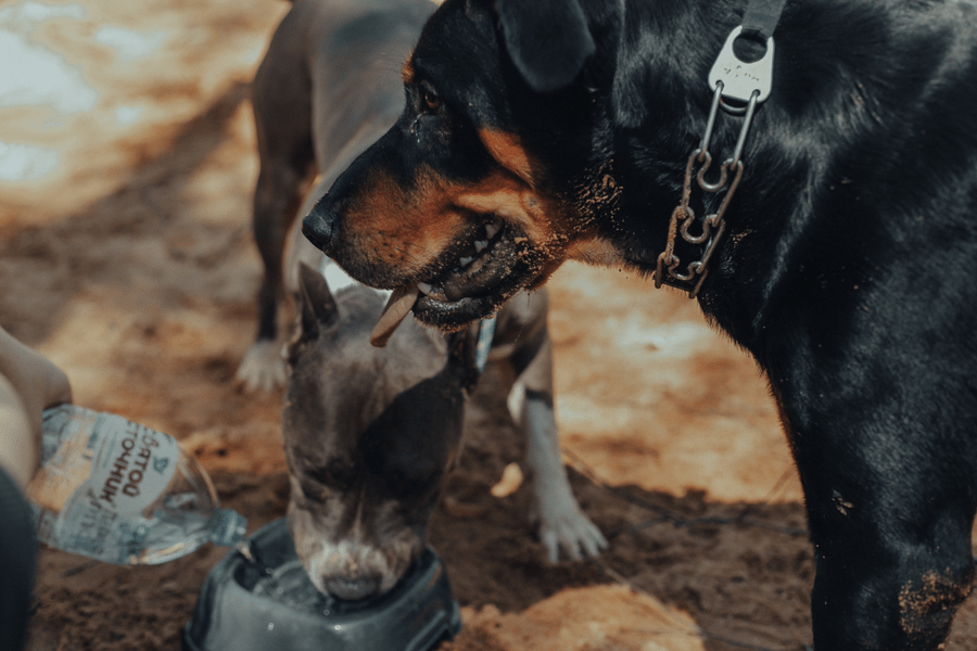 Why Your Dog Needs a Water Fountain Bowl - Proud Dog Mom