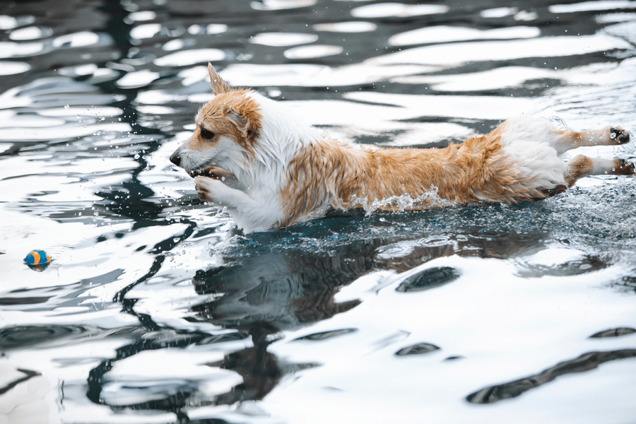 california water dog park