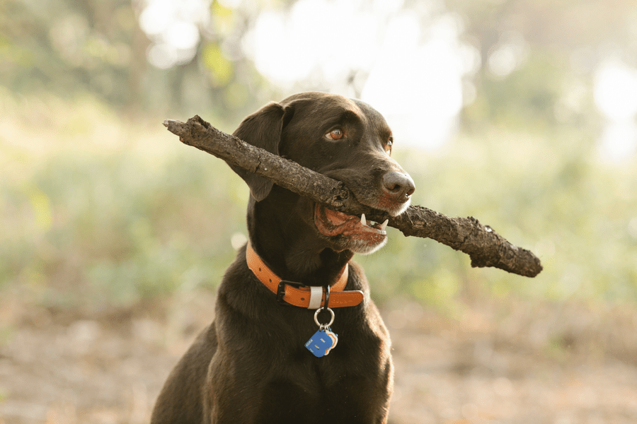 off-leash dog park rules