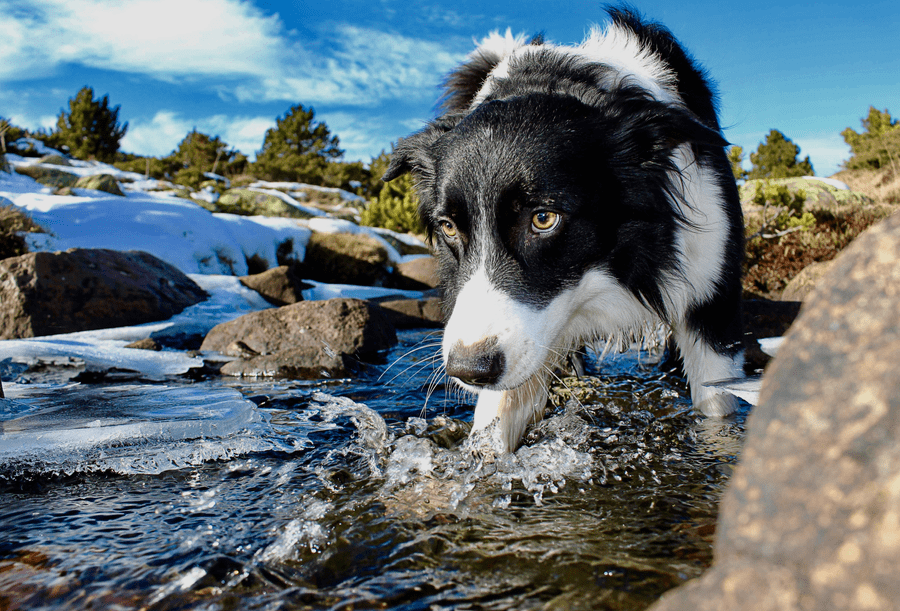 are dogs allowed in utah lake