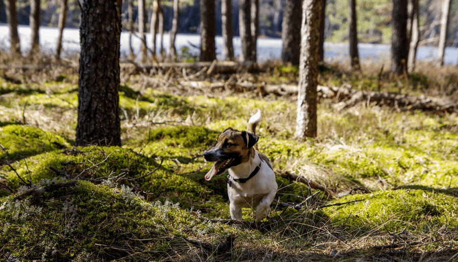 michigan dog parks