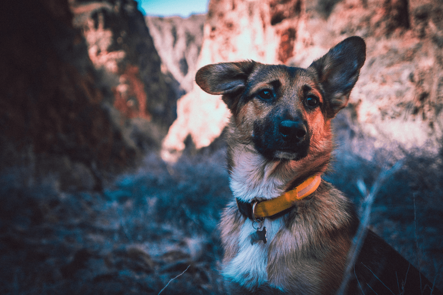 palm desert dog parks