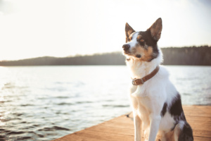 dog-friendly lakes in california