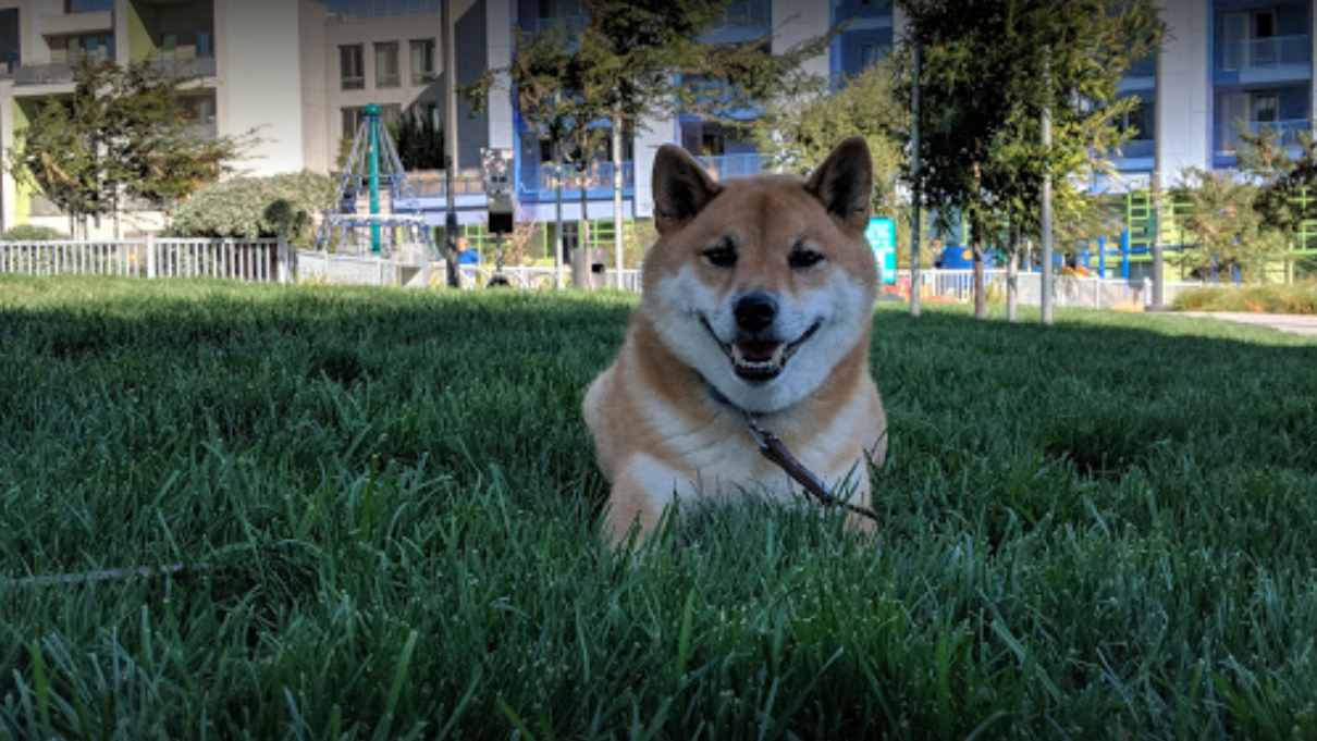 are dogs allowed at mission bay park