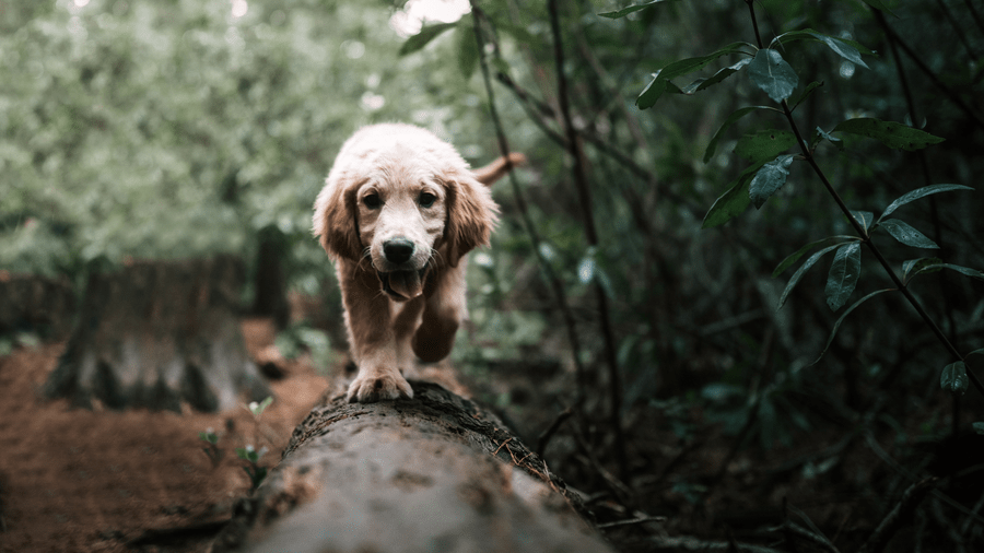 minneapolis dog parks