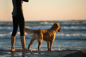 dog-friendly beaches florida