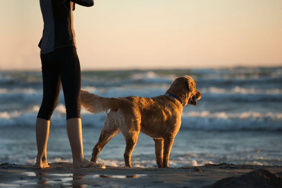 dog-friendly beaches florida