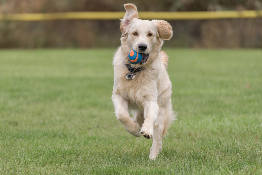 best massachusetts dog parks