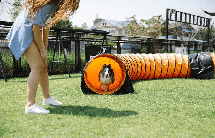 dog agility course