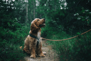dog-friendly-hikes-in-california