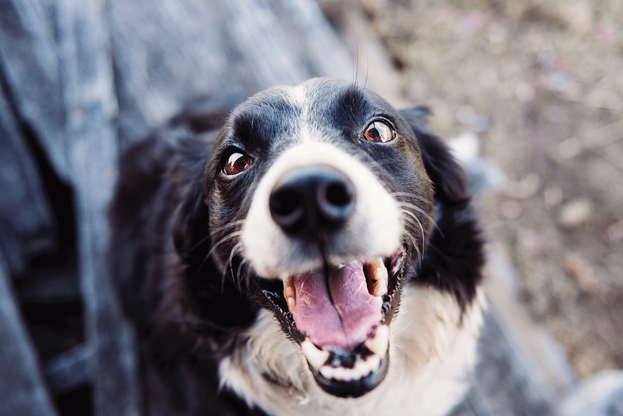 nashville dog parks