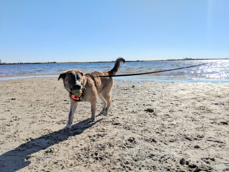 Liza Jackson Dog Park1 768x576