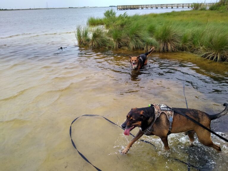 Liza Jackson Dog Park2 768x576