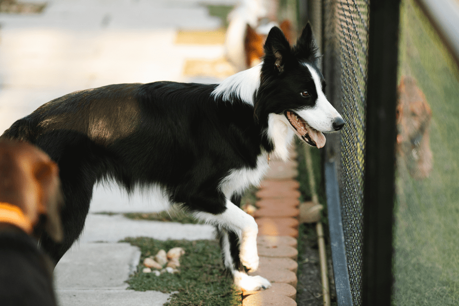 best dog parks in georgia