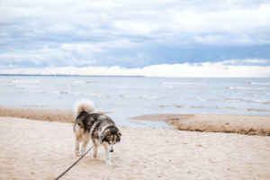laguna beach dog parks