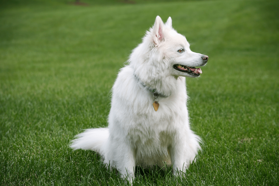 anchorage dog parks