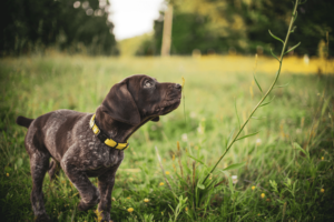 arkansas dog parks