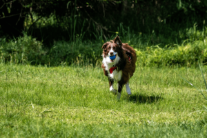 birmingham dog parks