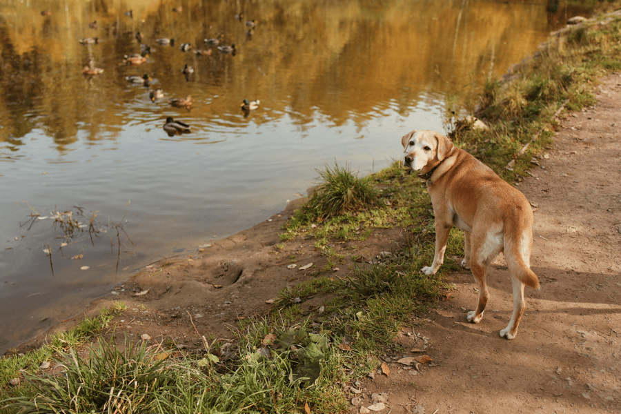 dog-friendly fort lauderdale parks