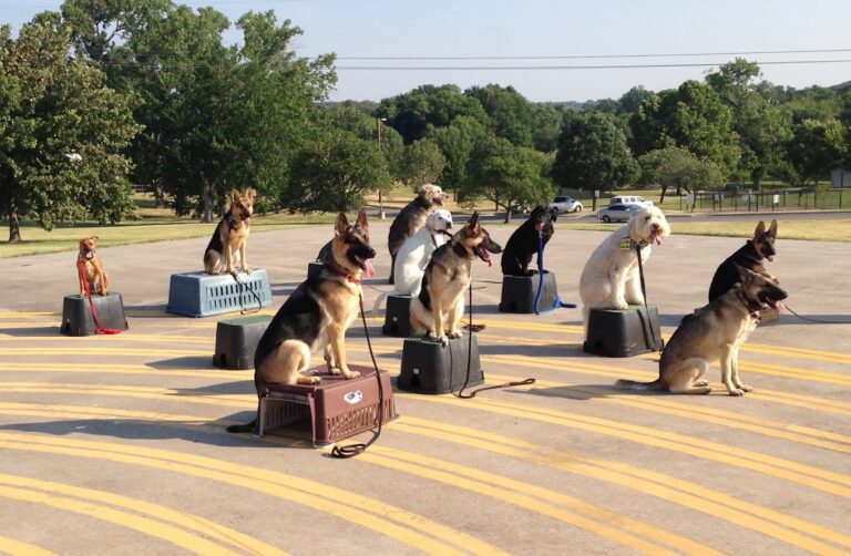 Tip Top K9 Fort Smith Dog Training Top Dog Parks